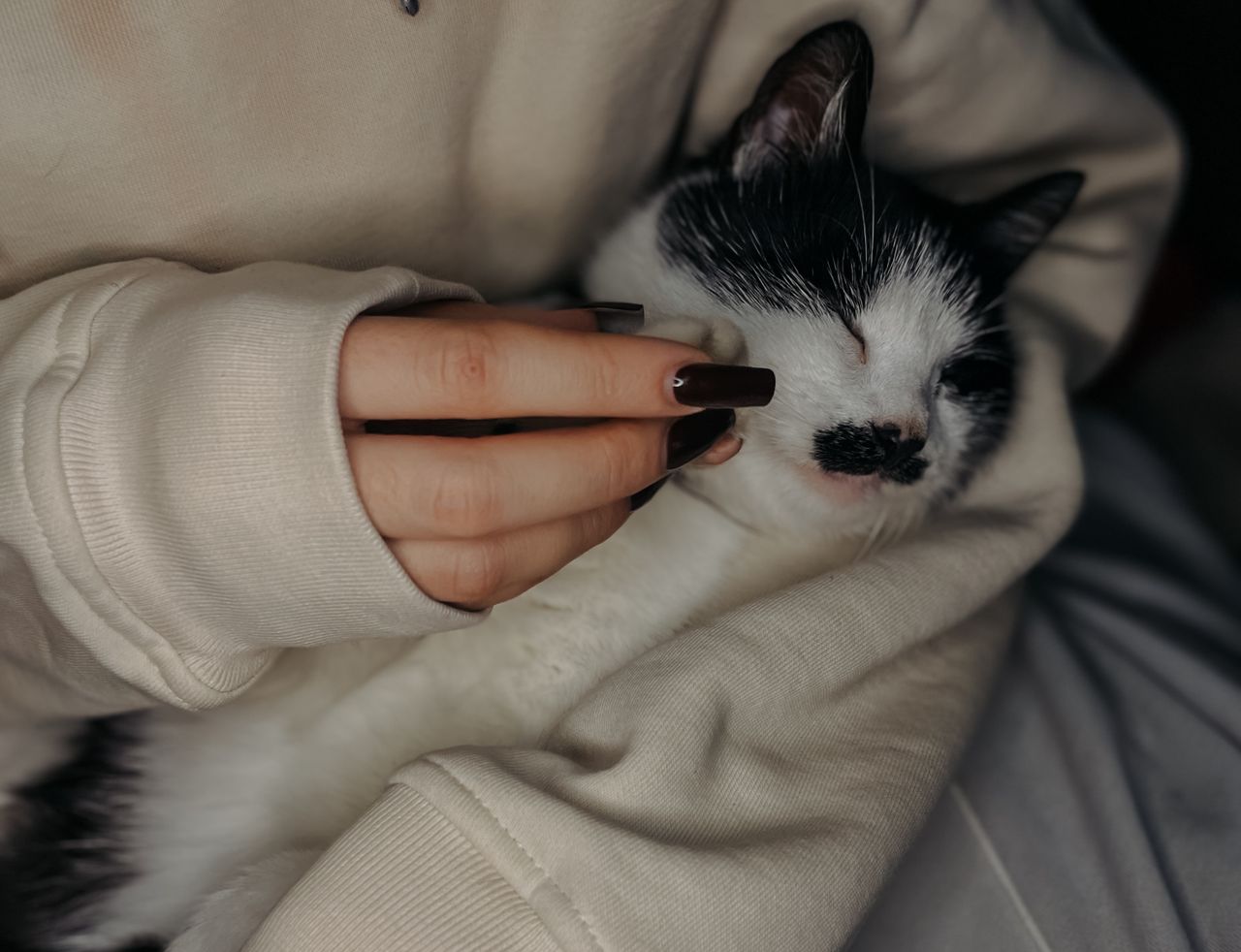 A content black and white cat being gently stroked by a human hand, exuding tranquility and warmth.