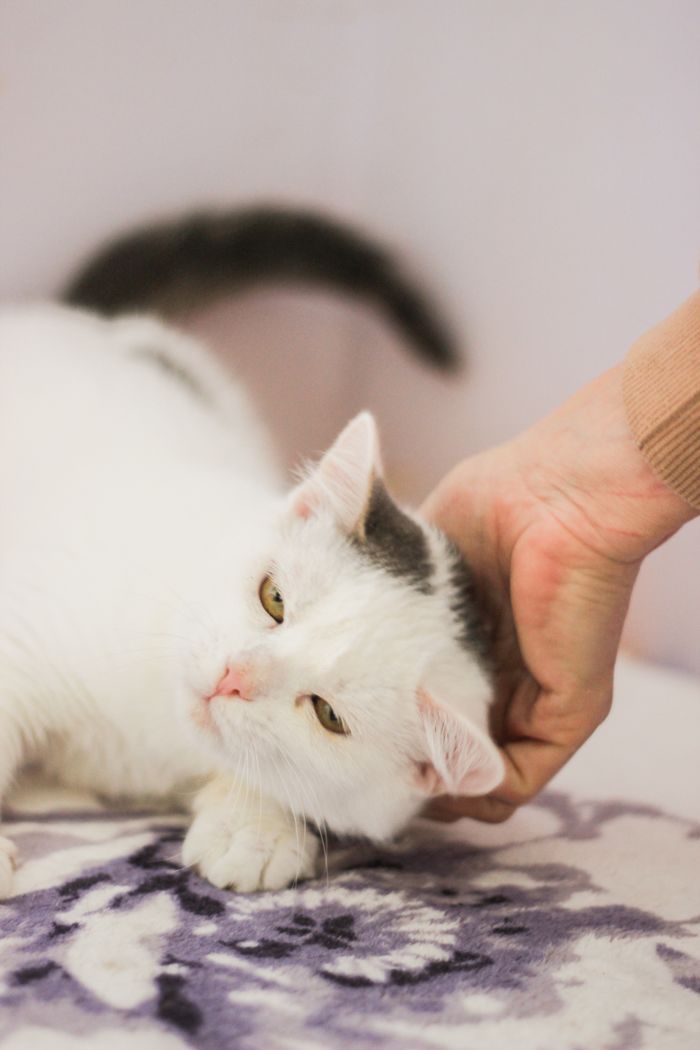 Crafting Captivating Headlines: Your awesome post title goes here Close-up of a white cat being petted gently on the head, relaxing indoors.
