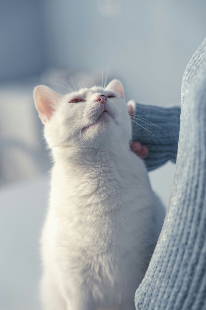 Mastering the First Impression: Your intriguing post title goes here A white cat enjoys a gentle scratch from its owner indoors.