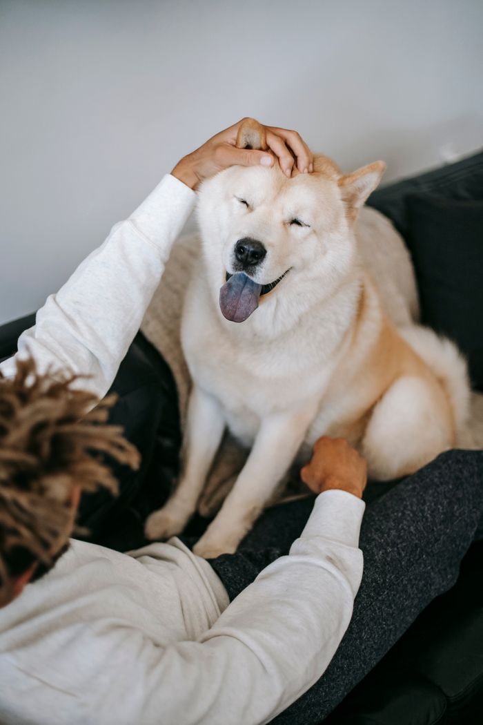 Contact High angle of ethnic male in casual clothes stroking obedient Akita Inu with tongue out in apartment