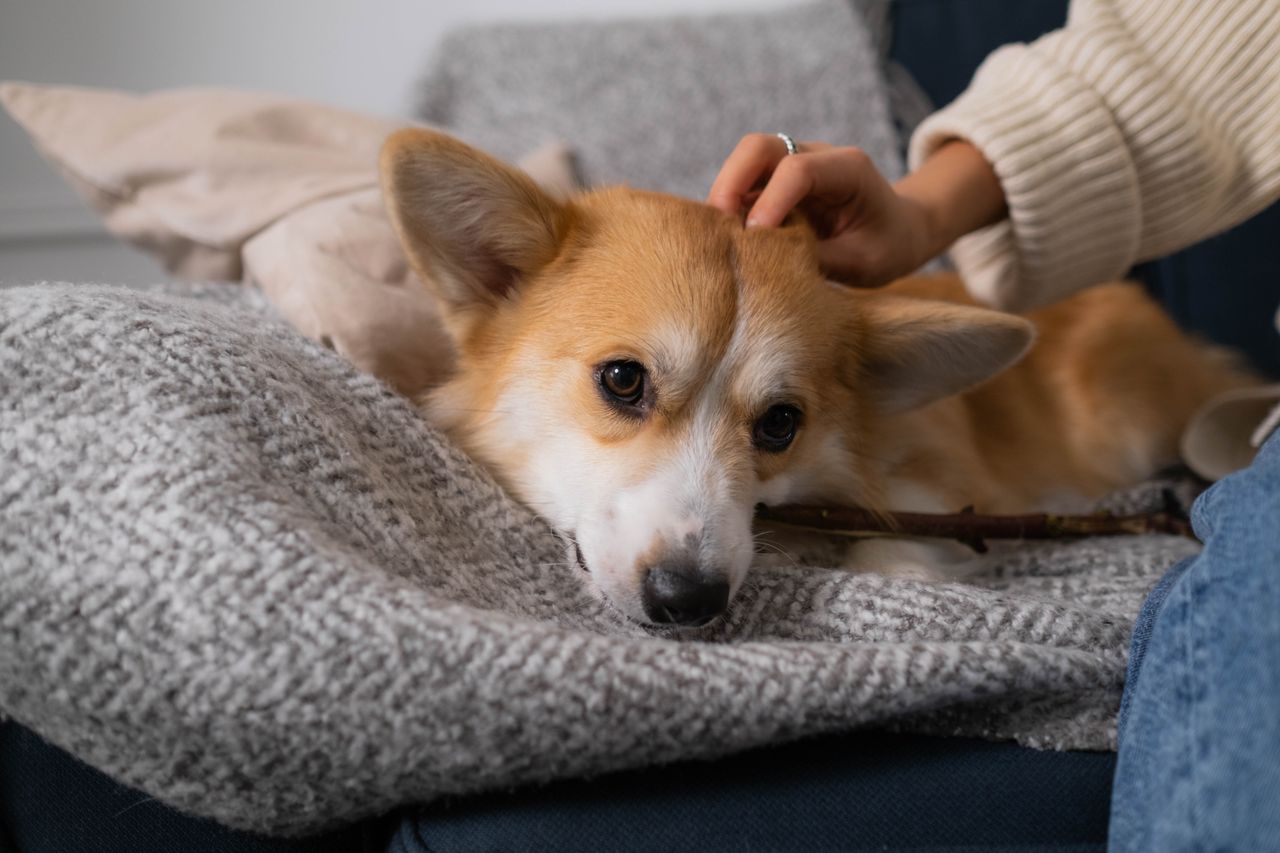 A cute Corgi puppy enjoys being petted while resting on a comfortable sofa indoors.